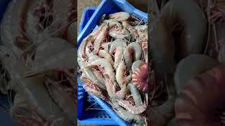 Fresh sea prawns | கடல் இறால் 🦐🦐