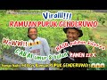 CABAI 8 BULAN HASIL PULUHAN JUTA +++ MENGGUNAKAN RAMUAN PUPUK GENDERUWO😲👹👍