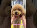 16歳ハイシニア 超キュートヘアスタイル！ トリマー トリミング toypoodle トイプードル 飼い主 シニア犬 かわいい