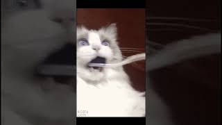 歯磨きする猫/cat brushing teeth #Shorts