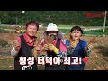 제17회횡성한우축제 횡성스토리파노라마_횡성더덕농가편