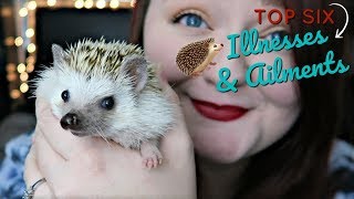 Hedgehog Care: Common Illnesses & Ailments