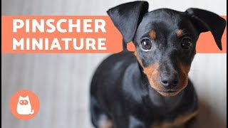 Pinscher nain 9 semaines | Music Jinni Pinscher nain 9 semaines | Music Jinni