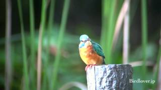 野鳥撮影・ カワセミ　Common Kingfisher