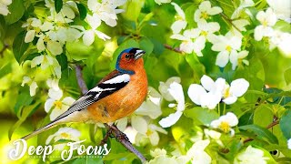 Deep Focus Music for Studying   Relaxing Music with Birds Singing   Reduce Stress Piano Music