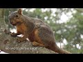 how to spot the differences between california squirrels