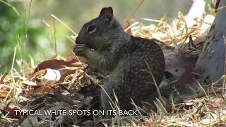 How to spot the differences between California squirrels