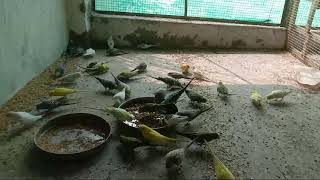 Birds market Bareilly UP