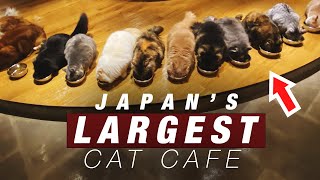 😻 Japan's LARGEST cat cafe! (日本最大級の広さの猫カフェ)