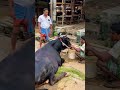 গরু guru cow goru amba hamba cow videos gorur video guru guru goro guru tiktok গরুর ভিডিও golu viral