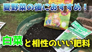 【白菜】プランターで巨大な白菜を育てる方法【家庭菜園】