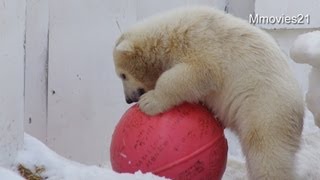 ホッキョクグマ親子の楽しい一日~Polar Bear mother and twin cubs