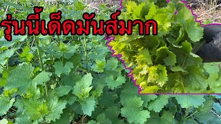 เก็บผักเสี้ยนฝรั่งยอดอ่อนกรอบดังสนั่น # มารอบนี้โตเต็มที่กำลังเด็ด # garlic mustard.28/4/22.