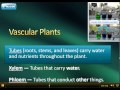 Plant Characteristics: Vascular vs. Nonvascular & Seeds vs. Spores