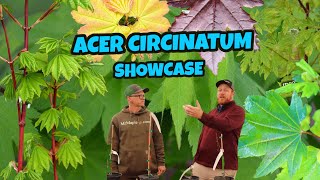 Acer circinatum Showcase | The Vine Maple Saturday Showcase