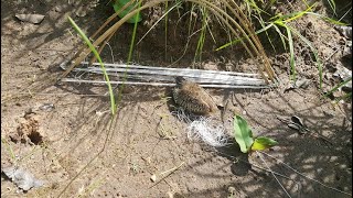 Video of Cucumbers  [ដើរដាក់ក្រួចអឺត]