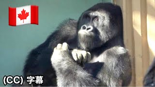 Toronto Zoo responds regarding Gentaro ｜Momotaro family, Gorilla、Kyoto city zoo