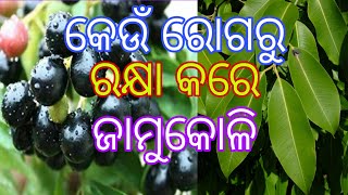 ଜାମୁକୋଳି ଗଛର ଔଷଧୀୟ ଉପଯୋଗ। Medicinal plant Indian Black berry in odia,