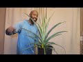 how to care for pineapple plants 🍍🍍🍍