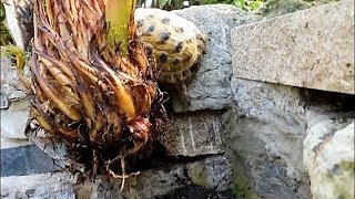 Rock Climbing Tortoise