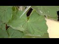 Tomorrow's Technology Episode 1 - Leaves