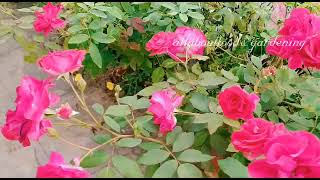 గుత్తులు గుత్తులుగా పూసిన గులాబీ || Full bloom of Rose plant | roses in terrace garden