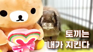 호주에서 토끼가 꼭 예방접종을 맞아야 하는 이유 / Why Rabbits Must Get Vaccines in Australia