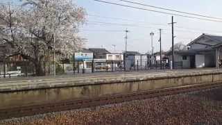 東海道本線【稲枝駅】桜