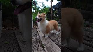 自宅警備中の犬! #コーギー #corgi