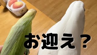 あれっ？新しいオウムでもお迎えしたの？と見せかけて…