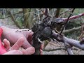 A Basic Guide to Winter Pruning for Fruit Trees