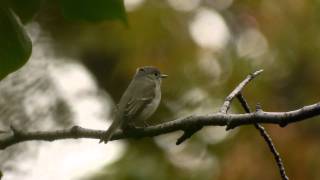 コサメビタキ 03　Asian Brown Flycatcher 03　(Muscicapa dauurica)