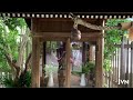 【堀越神社】神社映像　一生に一度の願い事を叶えてくれる超絶パワースポットhorikoshi shrine a superb power spot