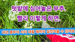 '부추' 겨울 날씨에는 빨리!! 이렇게 하세요!! (집 밖에 화분이나, 텃밭에서 죽이지 않고 겨울 나기 방법)