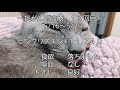 猫vlog 猫の抗がん剤治療13回目〜猫拳 最終クール始まりました〜