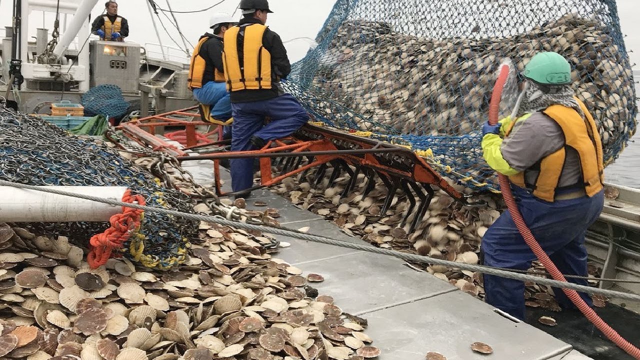 This Is How Fisherman Catch Hundreds Tons Scallops - Amazing Catching ...