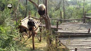 Shuang Xi teases Er Qiao but falls from the tree