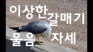 갈매기의 특이한 울음소리와 자세.the chirping of seagulls.カモメの鳴き声