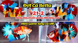 Đợt Cá Betta 21-2 Nemo Multicolor Metalic, Yellow Base, Red Fancy Star [ Mini Game tặng cá VIP ]