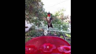 Amazing Ruby-throated hummingbird looks like glass! #birds #nature #backyardbirdwatching