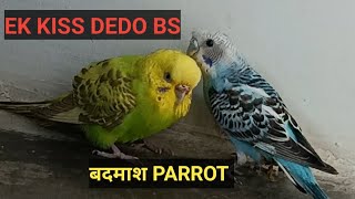 शरारती चिड़िया /lovebird /parrot /budgiesbird