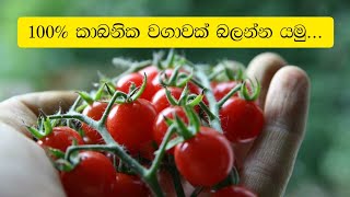 කාබනික ගොවිතැන | කාබනික එළවළු | Organic Vegetables | 100% Organic Farming in Sri Lanka