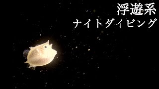 まるで宇宙空間！？ 八丈島で浮遊系ナイトダイビング　神秘的なホーリーナイト