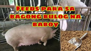 Anong feeds ang ipapakain sa mga bagong bulog na mga inahing baboy | Ryan Patenio