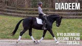 Diadeem - 9 yo Oldenburg Gelding FOR SALE