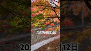 河口湖紅葉祭り　#shorts  #紅葉  #automobile  #河口湖  #旅行 #紅葉ドライブ  #旅行  #もみじ回廊