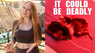 Medicated Chick Starter Feed vs Non-Medicated - MAKE The CORRECT Choice