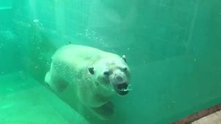 旭山動物園よりすごい！泳ぎまくるホッキョクグマ＠静岡日本平動物園