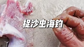 渔民在海滩上抓沙虫用来当鱼饵，效果非常好，鱼儿一条接一条