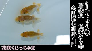 らんちゅう当歳魚（色変わり中）会使用厳選個体！　花咲くじっちゃま